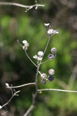 Senecio pinnatifidus