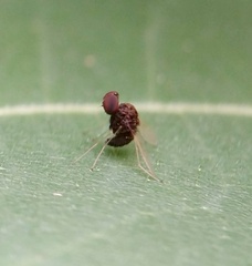 Chrysopilus basilaris