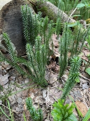 Lycopodiaceae