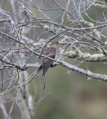 Cacomantis flabelliformis