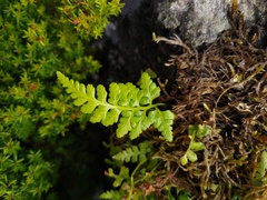 Asplenium billotii
