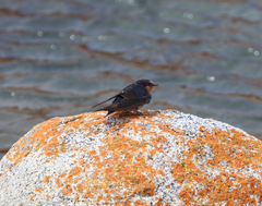 Hirundo neoxena