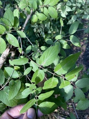 Lonicera tatarica