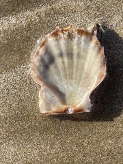 Scaeochlamys livida