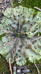 Marchantia polymorpha