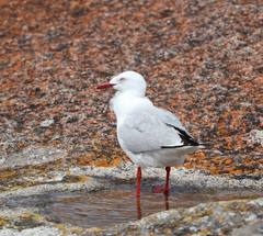 Chroicocephalus novaehollandiae