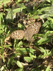 Junonia atlites atlites
