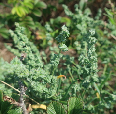 Atriplex patula
