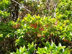 Vaccinium cylindraceum