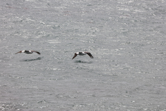 Pelecanus conspicillatus