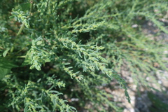 Suaeda maritima