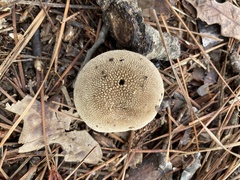 Lycoperdon perlatum