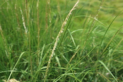 Sporobolus alterniflorus