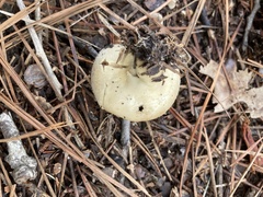Lycoperdon perlatum