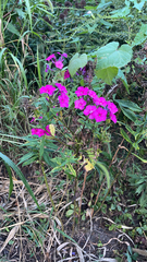 Phlox paniculata
