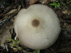 Agaricus rhoadsii