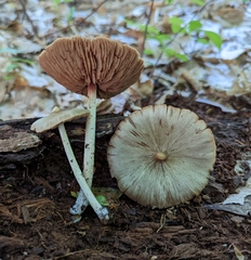 Entoloma strictius