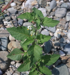 Solanum nigrum