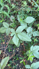 Rubus trivialis