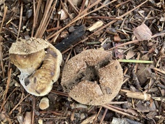 Lycoperdon perlatum
