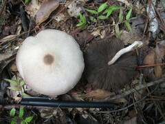 Agaricus rhoadsii