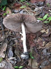 Agaricus rhoadsii