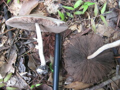 Agaricus rhoadsii