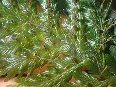 Abrodictyum dentatum