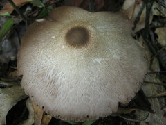 Agaricus rhoadsii