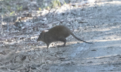 Potorous tridactylus