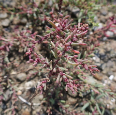 Suaeda maritima