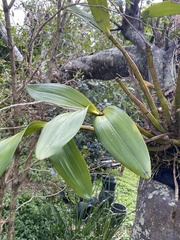Dendrobium speciosum hillii