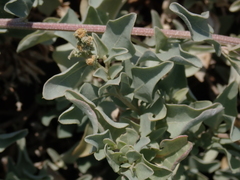 Atriplex maximowicziana