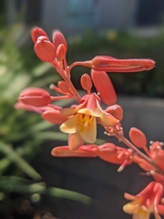 Hesperaloe parviflora