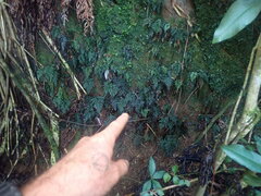 Abrodictyum dentatum