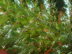 Abrodictyum dentatum