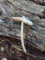 Entoloma strictius