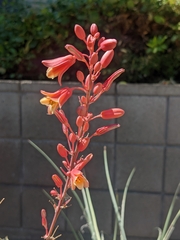 Hesperaloe parviflora