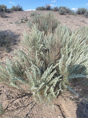 Artemisia filifolia