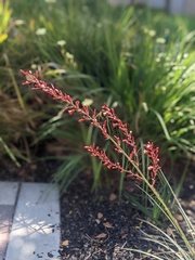 Hesperaloe parviflora