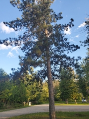 Pinus banksiana