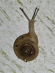 Polygyra cereolus