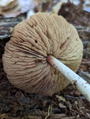 Entoloma strictius