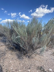 Artemisia filifolia