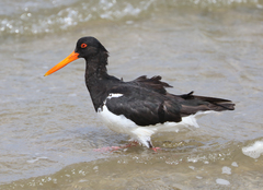 Haematopus longirostris