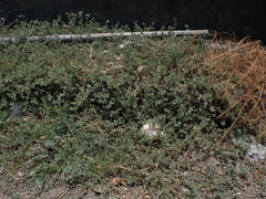 Atriplex maximowicziana