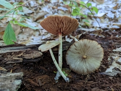 Entoloma strictius