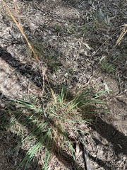 Cymbopogon refractus