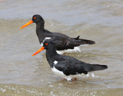 Haematopus longirostris