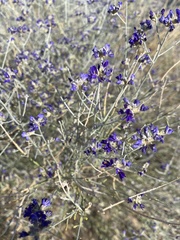 Psorothamnus scoparius